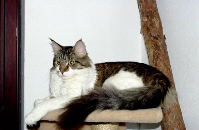 Romantica Kashmir Blue - maine-coon