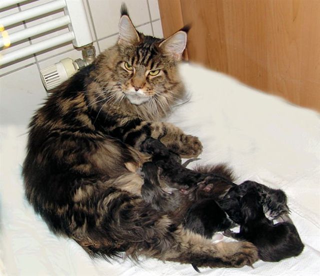 Pillowtalk's Ferrero Kiss - maine-coon
