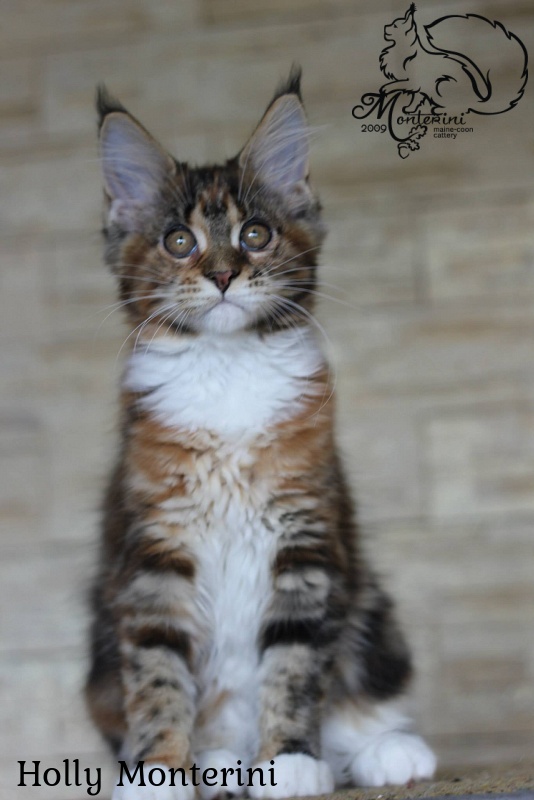 Holly Monterini - maine-coon