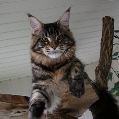 A Winerau's Yankee - maine-coon