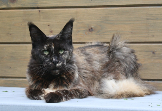 Justcoon's Crazy Diamond - maine-coon