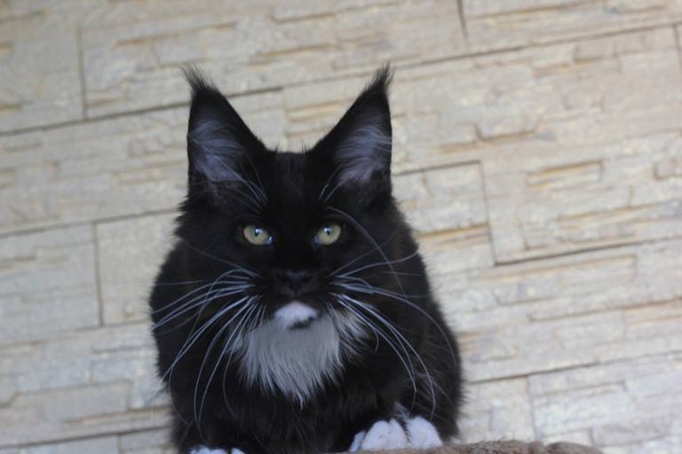 Lastic Monterini - maine-coon