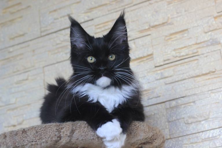 Lacalut Monterini - maine-coon