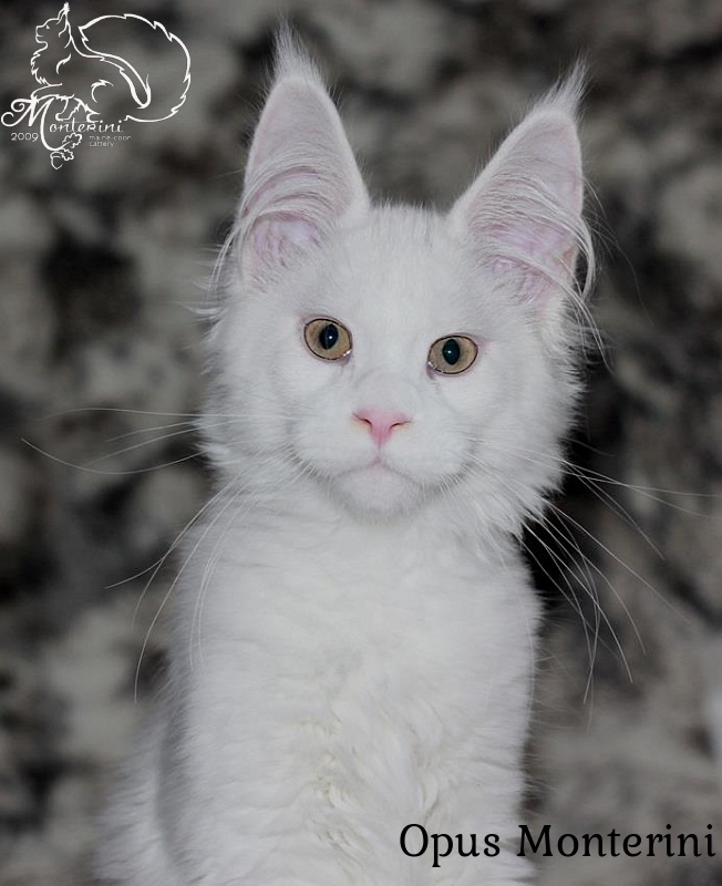 Opus Monterini - maine-coon