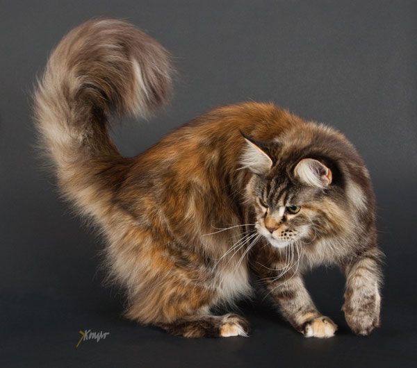 My Maine av Persicum - maine-coon