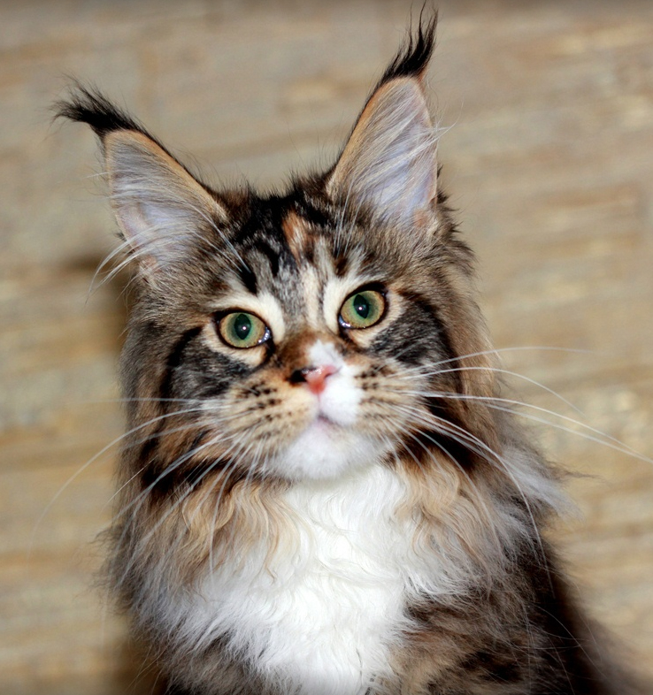 Q'Bonna Monterini - maine-coon