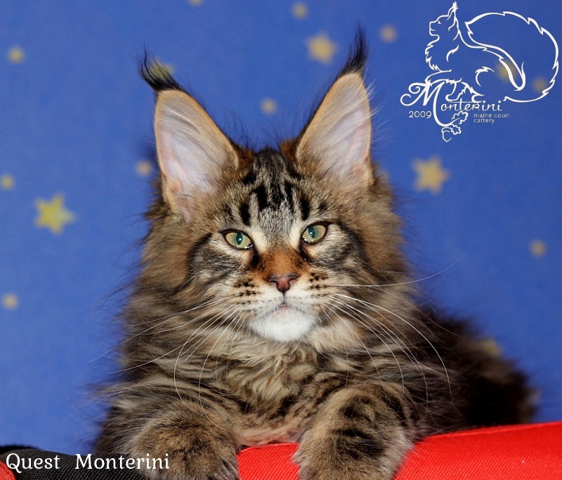 Quest  Monterini - maine-coon