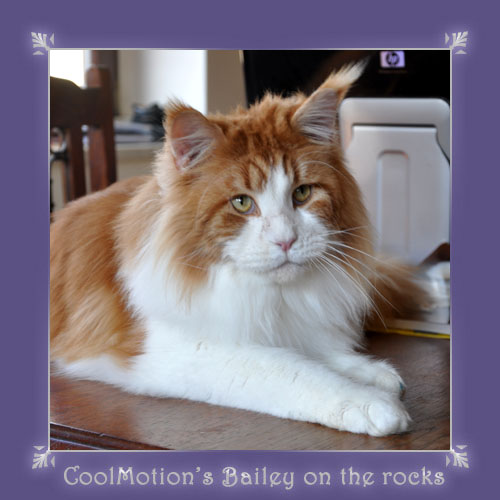 Cool Motion's Bailey on the Rocks - мейн-кун