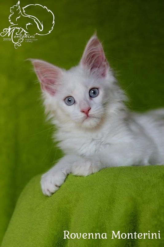 Rovenna Monterini - maine-coon