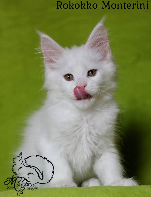 Rokokko Monterini - maine-coon
