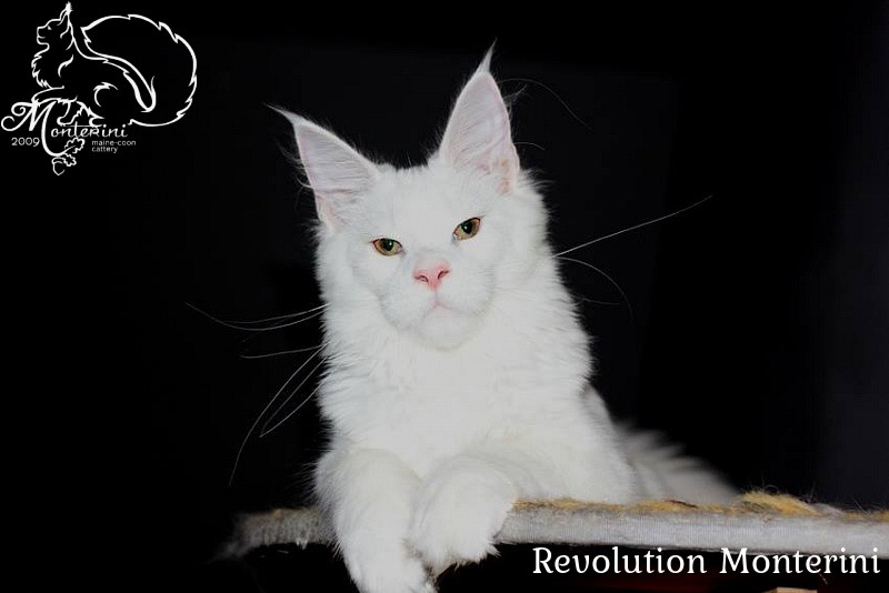 Revolution Monterini - maine-coon