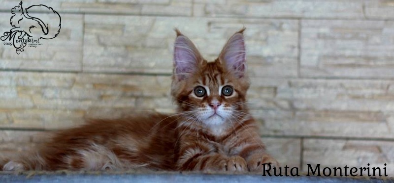 Ruta Monterini - maine-coon