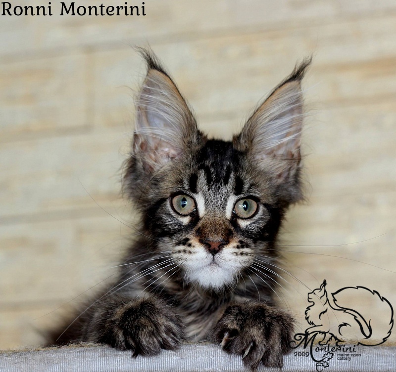 Ronni Monterini - мейн-кун