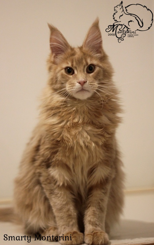 Smarty Monterini - maine-coon