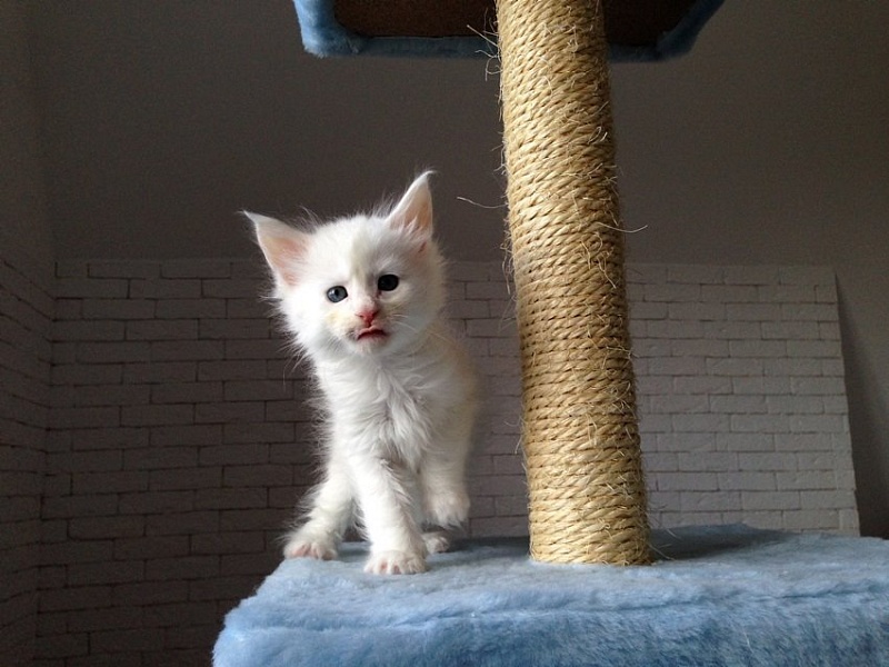 Utha Monterini - maine-coon