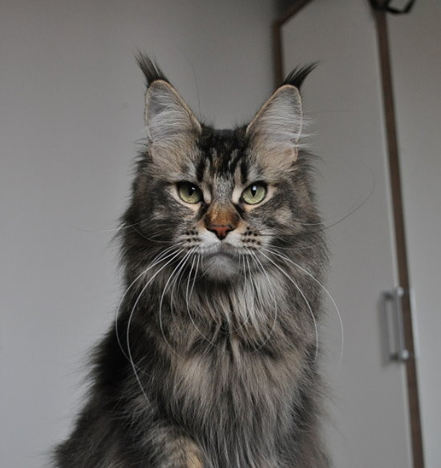 Candycoon's Brooklyn Affair - maine-coon