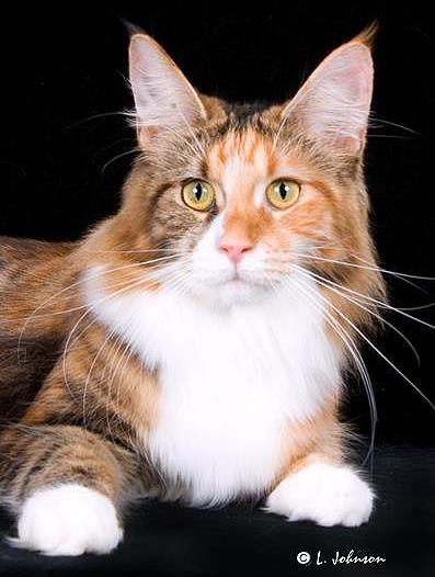 Hollishill Evangeline of Kelim Coons - Junior maine-coon 9 months 3.5 weeks