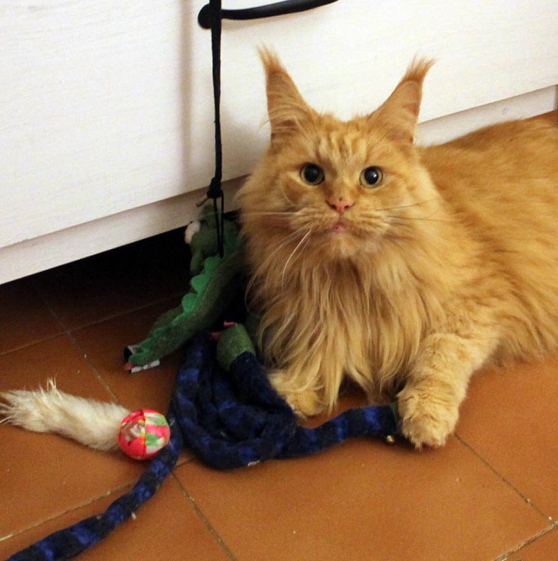 Lilvanis Tiili - Adult maine-coon 6 years