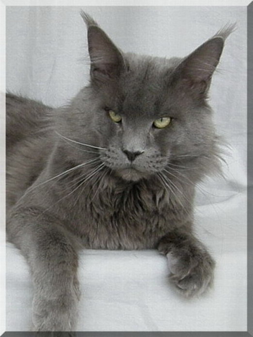 Big Giants Resort's Deep Purple - maine-coon