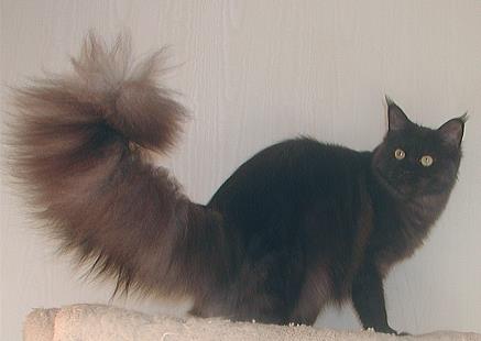 Versus Danae - maine-coon
