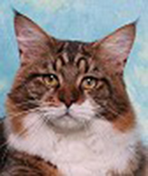 Cabincoon Quintus Arrius of HollisHill - Adult maine-coon 10 months