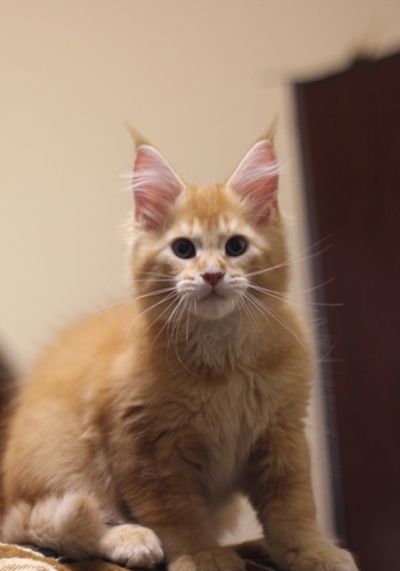 Zulus Monterini - Kitten maine-coon 2 months 3.5 weeks
