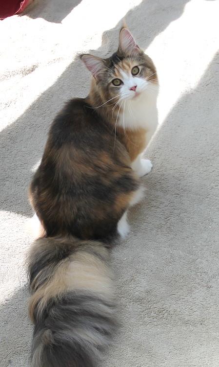 Kelim Coons Mia - Junior maine-coon 9 months 1 week
