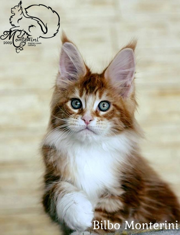 Bilbo Monterini - maine-coon