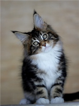 Brauni Monterini - maine-coon