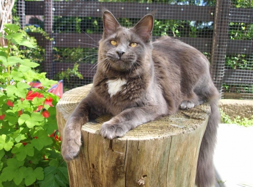 Folette Fee from Aurum Bohemica - maine-coon