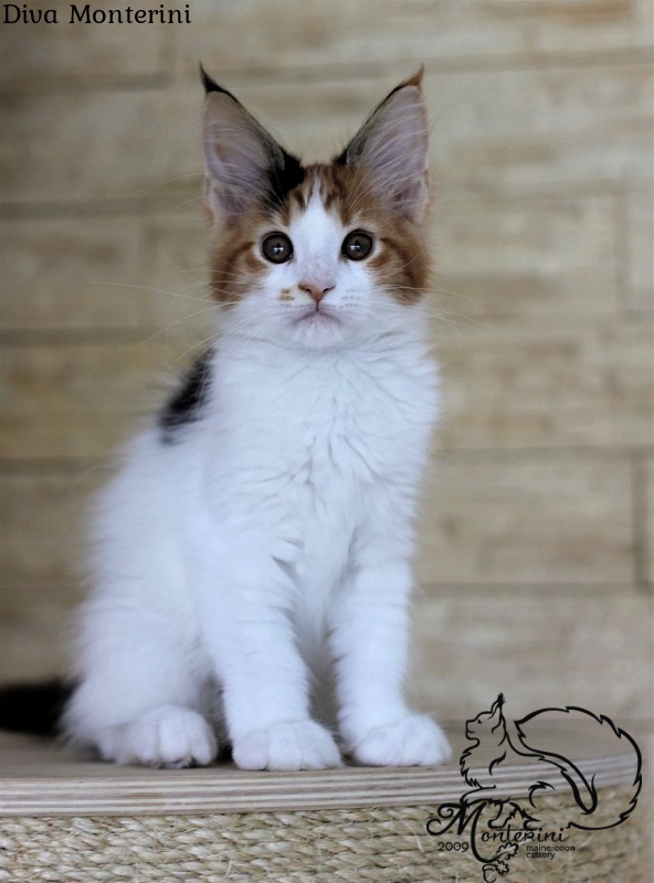 Diva Monterini - maine-coon