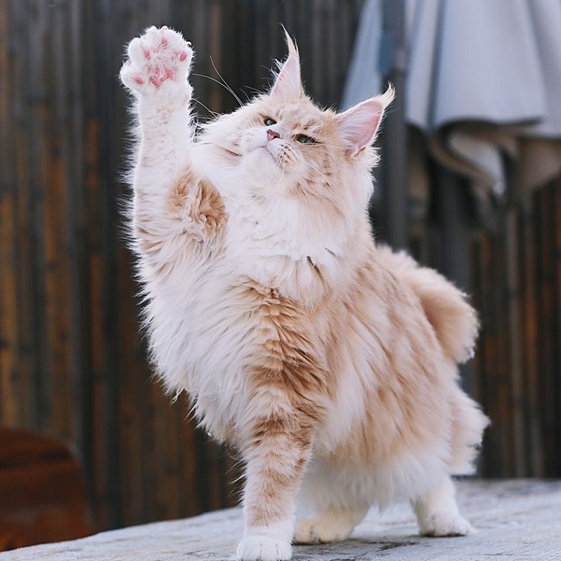 Halva Monterini - Adult maine-coon 1 year 6 months 1.5 week