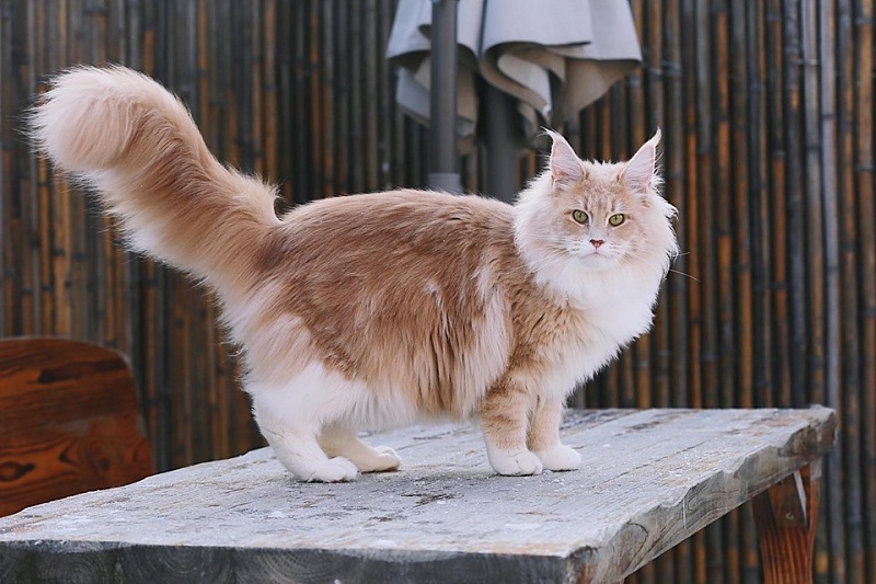 Halva Monterini - Adult maine-coon 1 year 6 months 1.5 week