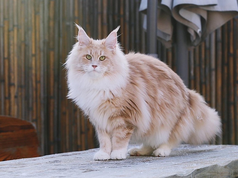 Halva Monterini - Adult maine-coon 1 year 6 months 1.5 week