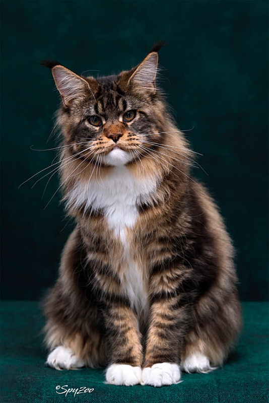 Haval Monterini - Adult maine-coon 2 years 3 months