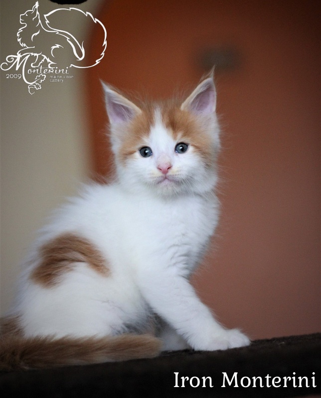 Iron Monterini - maine-coon