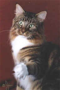 Coonyham Gold Rush of Velvet Jewels - maine-coon