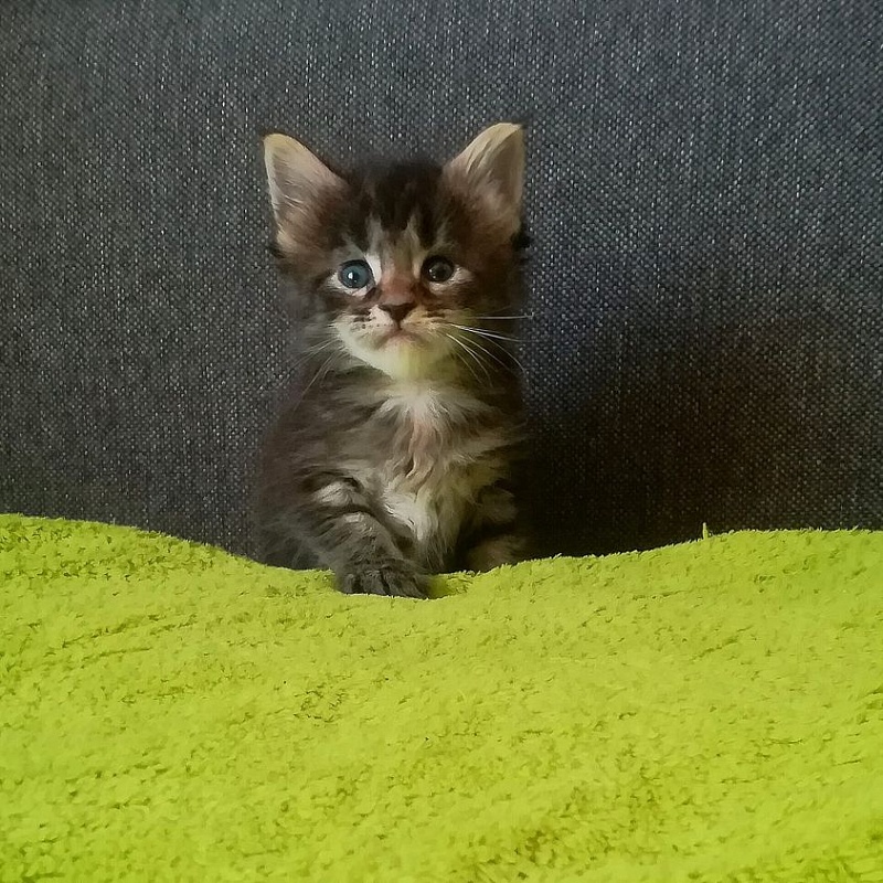 Jokella Monterini - maine-coon