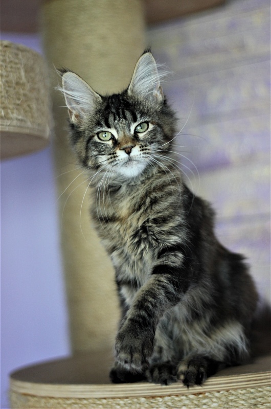 Jokella Monterini - Kitten maine-coon 4 months 2 weeks