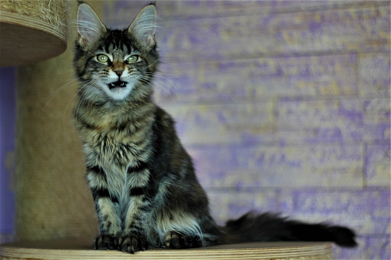 Jokella Monterini - Kitten maine-coon 4 months 2 weeks