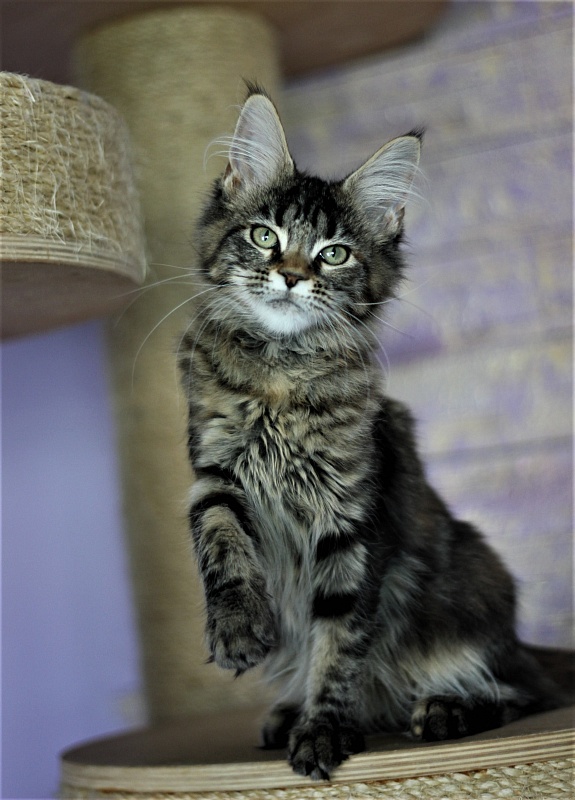Jokella Monterini - Kitten maine-coon 4 months 2 weeks