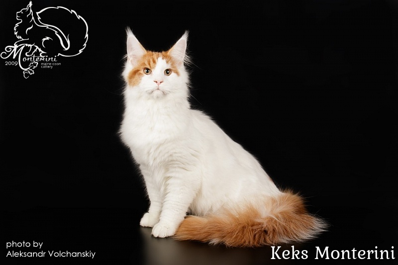 Keks Monterini - maine-coon