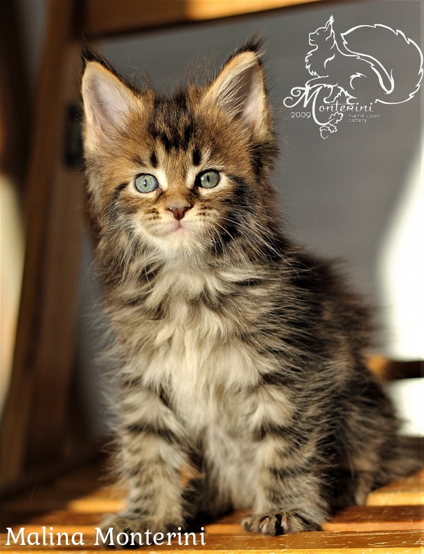 Malina Monterini - maine-coon