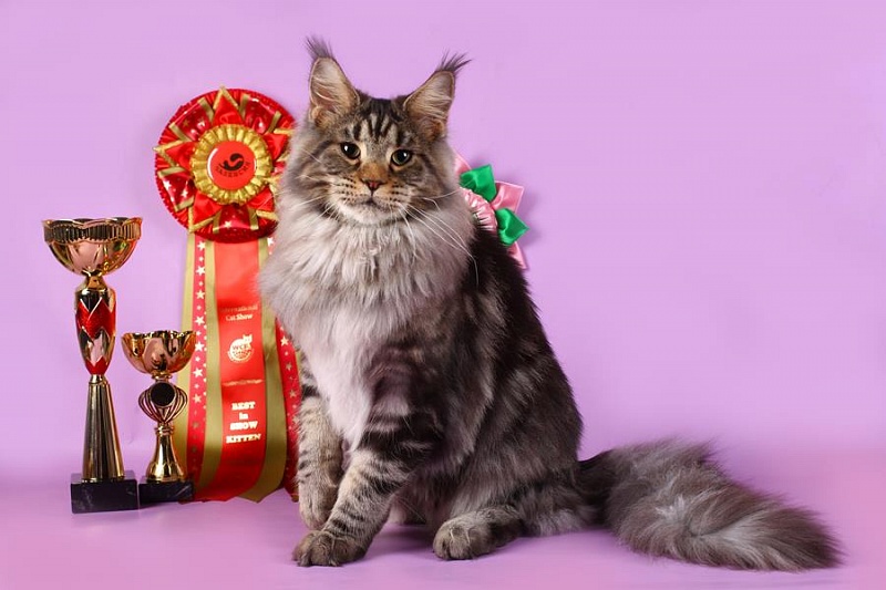 Star Ark Kalif - Junior maine-coon 7 months 3 weeks