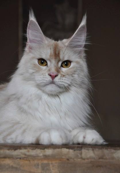 AmericanLynx Toda Joia - maine-coon