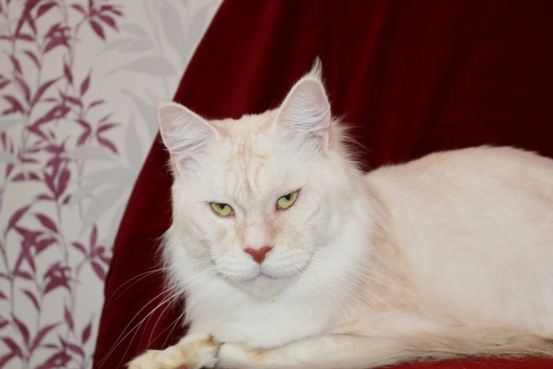 Goose Olimpian - maine-coon