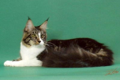 Williamina Miss Chivas - maine-coon