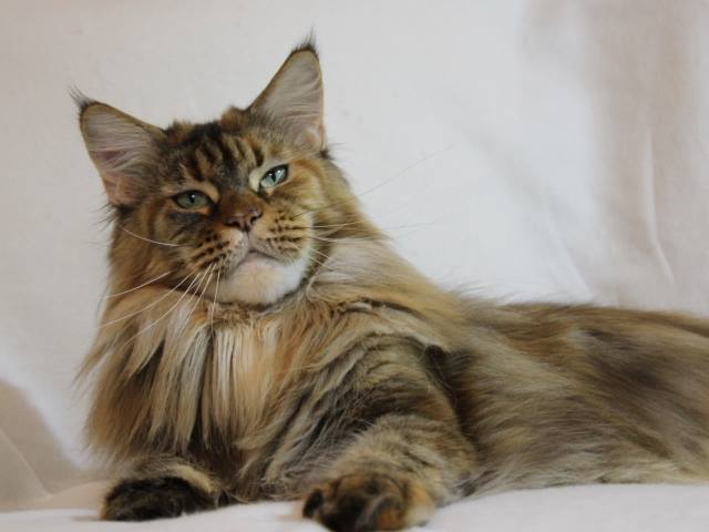 Esmeralda Amber Sun - maine-coon