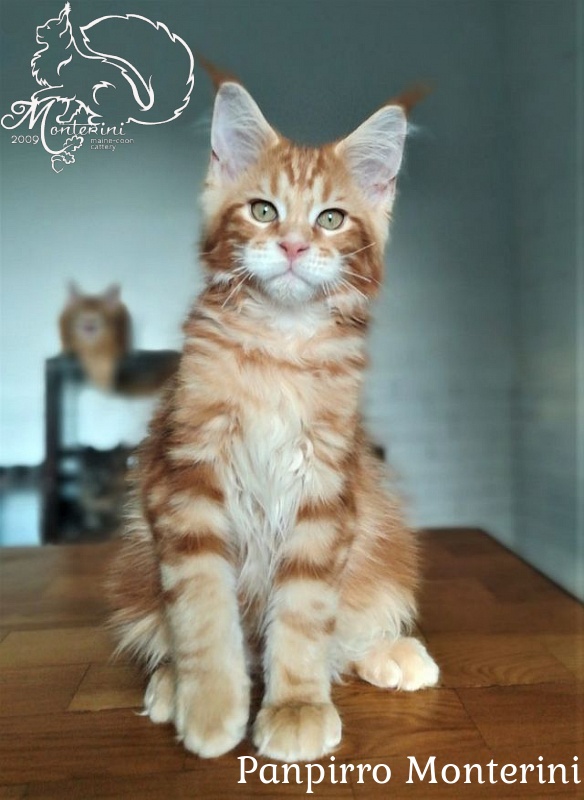 Panpirro Monterini - maine-coon