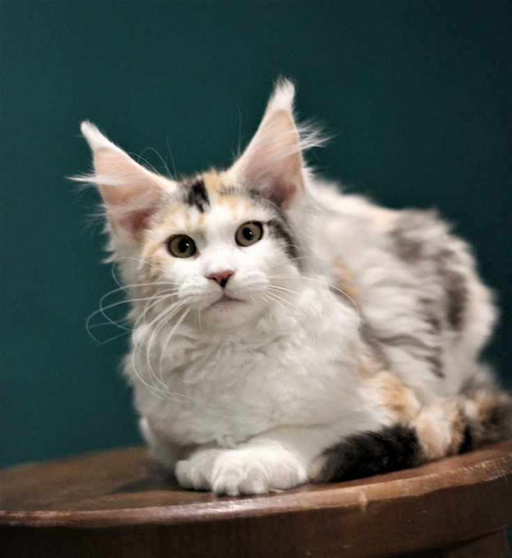 Monterini Qbella - Kitten maine-coon 3 months 3 weeks